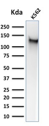 Anti-CD43 antibody [SPM503] used in Western Blot (WB). GTX34507