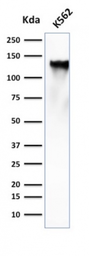 Anti-CD43 antibody [SPN/839] used in Western Blot (WB). GTX34508