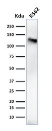 Anti-CD43 antibody [84-3C1] used in Western Blot (WB). GTX34509