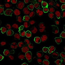 Anti-CD43 antibody [Bra7G] used in Immunocytochemistry/ Immunofluorescence (ICC/IF). GTX34510