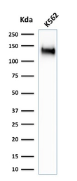 Anti-CD43 antibody [SPN/1766R] used in Western Blot (WB). GTX34512