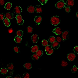 Anti-CD43 antibody [DF-T1] used in Immunocytochemistry/ Immunofluorescence (ICC/IF). GTX34513