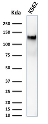 Anti-CD43 antibody [DF-T1] used in Western Blot (WB). GTX34513