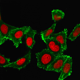 Anti-CD44 antibody [DF1485] used in Immunocytochemistry/ Immunofluorescence (ICC/IF). GTX34517