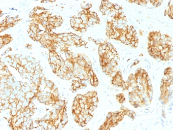 Anti-CD44v9 antibody [CD44v9/1459] used in IHC (Paraffin sections) (IHC-P). GTX34523