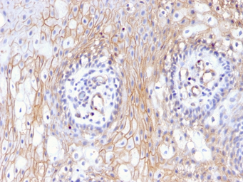 Anti-CD59 antibody [MACIF/629] used in IHC (Paraffin sections) (IHC-P). GTX34532