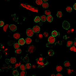 Anti-CD6 antibody [C6/372] used in Immunocytochemistry/ Immunofluorescence (ICC/IF). GTX34536