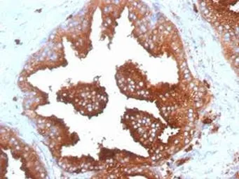 Anti-CD63 antibody [SPM524] used in IHC (Paraffin sections) (IHC-P). GTX34539