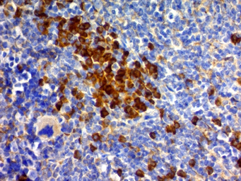 Anti-CD63 antibody [MX-49.129.5] used in IHC (Paraffin sections) (IHC-P). GTX34540