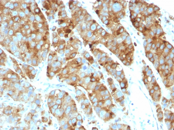 Anti-CD63 antibody [LAMP3/968] used in IHC (Paraffin sections) (IHC-P). GTX34541