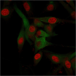 Anti-CD68 antibody [C68/684] used in Immunocytochemistry/ Immunofluorescence (ICC/IF). GTX34544