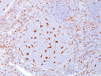 Anti-CD68 antibody [C68/684] used in IHC (Paraffin sections) (IHC-P). GTX34544