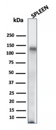 Anti-CD68 antibody [C68/684] used in Western Blot (WB). GTX34544