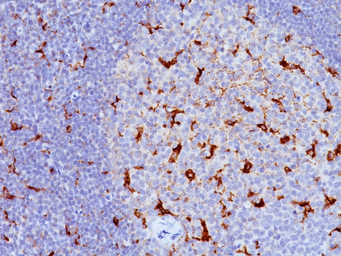Anti-CD68 antibody [LAMP4/824] used in IHC (Paraffin sections) (IHC-P). GTX34545