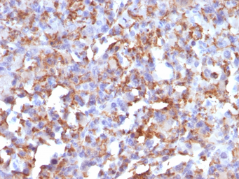 Anti-CD68 antibody [LAMP4/824] used in IHC (Paraffin sections) (IHC-P). GTX34545
