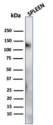 Anti-CD68 antibody [LAMP4/824] used in Western Blot (WB). GTX34545