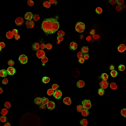 Anti-CD74 antibody [LN-2] used in Immunocytochemistry/ Immunofluorescence (ICC/IF). GTX34551
