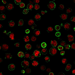 Anti-CD74 antibody [CLIP/813] used in Immunocytochemistry/ Immunofluorescence (ICC/IF). GTX34553