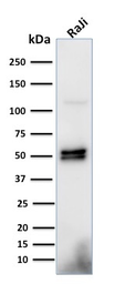 Anti-CD79a antibody [HM57] used in Western Blot (WB). GTX34564