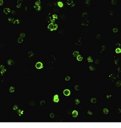 Anti-CD8 alpha antibody [C8/468] used in Immunocytochemistry/ Immunofluorescence (ICC/IF). GTX34565