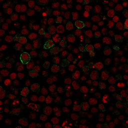 Anti-CD86 antibody [SPM600] used in Immunocytochemistry/ Immunofluorescence (ICC/IF). GTX34570
