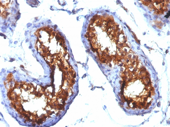 Anti-CD99 antibody [MIC2/877] used in IHC (Paraffin sections) (IHC-P). GTX34573