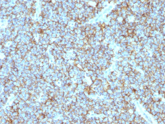 Anti-CD99 antibody [MIC2/877] used in IHC (Paraffin sections) (IHC-P). GTX34573