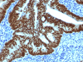 Anti-CDX2 antibody [CDX2/1690] used in IHC (Paraffin sections) (IHC-P). GTX34585