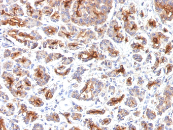 Anti-CFTR antibody [SPM176] used in IHC (Paraffin sections) (IHC-P). GTX34588