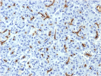 Anti-CFTR antibody [CFTR/1643] used in IHC (Paraffin sections) (IHC-P). GTX34589
