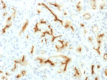 Anti-CFTR antibody [CFTR/1775R] used in IHC (Paraffin sections) (IHC-P). GTX34591