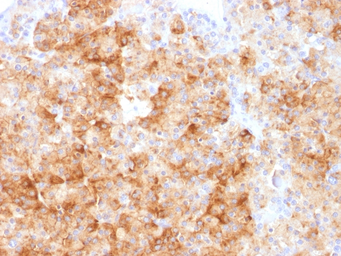 Anti-Chromogranin A antibody used in IHC (Paraffin sections) (IHC-P). GTX34592