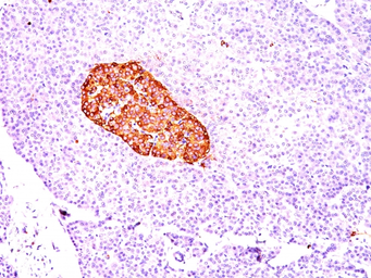 Anti-Chromogranin A antibody [CGA/414] used in IHC (Paraffin sections) (IHC-P). GTX34593