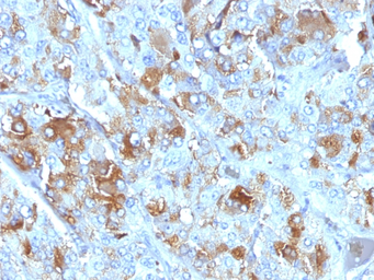Anti-Chromogranin A antibody [CHGA/777] used in IHC (Paraffin sections) (IHC-P). GTX34598