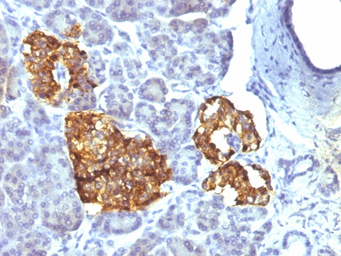 Anti-Chromogranin A antibody [CHGA/777] used in IHC (Paraffin sections) (IHC-P). GTX34598