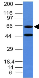 Anti-Chromogranin A antibody [CHGA/777] used in Western Blot (WB). GTX34598
