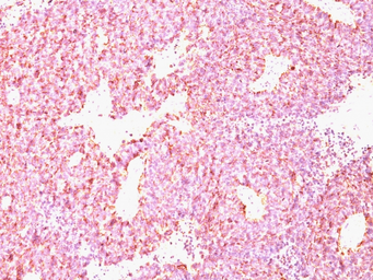 Anti-Chromogranin A antibody [CHGA/798] used in IHC (Paraffin sections) (IHC-P). GTX34599