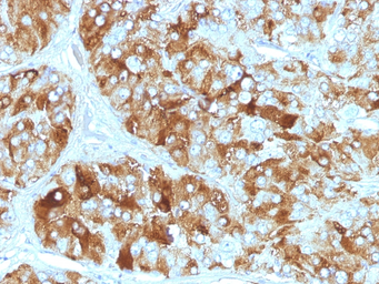 Anti-Chromogranin A antibody [CGA/413] used in IHC (Paraffin sections) (IHC-P). GTX34600