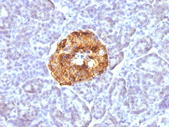 Anti-Chromogranin A antibody [CGA/413] used in IHC (Paraffin sections) (IHC-P). GTX34600