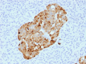 Anti-Chromogranin A antibody [CHGA/1731R] used in IHC (Paraffin sections) (IHC-P). GTX34601