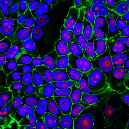Anti-Cyclin B1 antibody [CCNB1/1098] used in Immunocytochemistry/ Immunofluorescence (ICC/IF). GTX34615