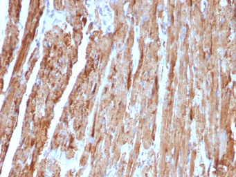 Anti-Cytochrome C antibody [CYCS/1010] used in IHC (Paraffin sections) (IHC-P). GTX34621