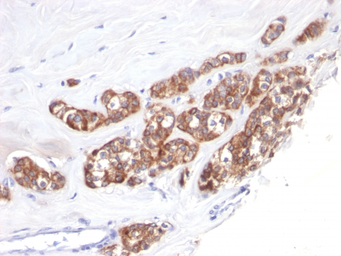 Anti-Cytokeratin 18 antibody [SPM510] used in IHC (Paraffin sections) (IHC-P). GTX34640