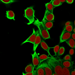 Anti-Cytokeratin 18 antibody [KRT18/835] used in Immunocytochemistry/ Immunofluorescence (ICC/IF). GTX34643