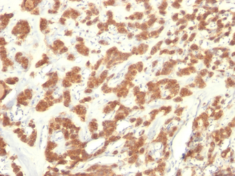 Anti-Cytokeratin 18 antibody [KRT18/835] used in IHC (Paraffin sections) (IHC-P). GTX34643
