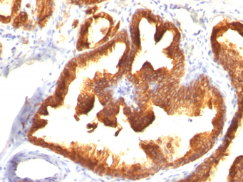 Anti-Cytokeratin 18 antibody [KRT18/836] used in IHC (Paraffin sections) (IHC-P). GTX34644