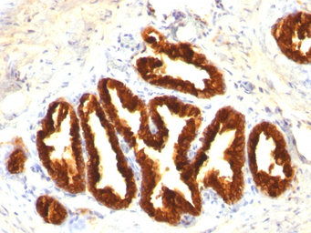 Anti-Cytokeratin 18 antibody [Cocktail] used in IHC (Paraffin sections) (IHC-P). GTX34645