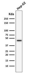 Anti-Cytokeratin 19 antibody [SPM266] used in Western Blot (WB). GTX34648
