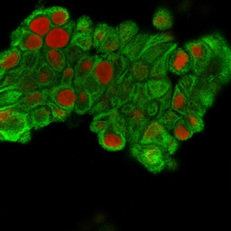 Anti-Cytokeratin 19 antibody [SPM561] used in Immunocytochemistry/ Immunofluorescence (ICC/IF). GTX34649