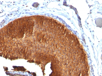 Anti-Cytokeratin 19 antibody [KRT19/799] used in IHC (Paraffin sections) (IHC-P). GTX34650